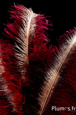 Struis met gouden schacht – 30-40 cm – natuurlijk grijs-rood